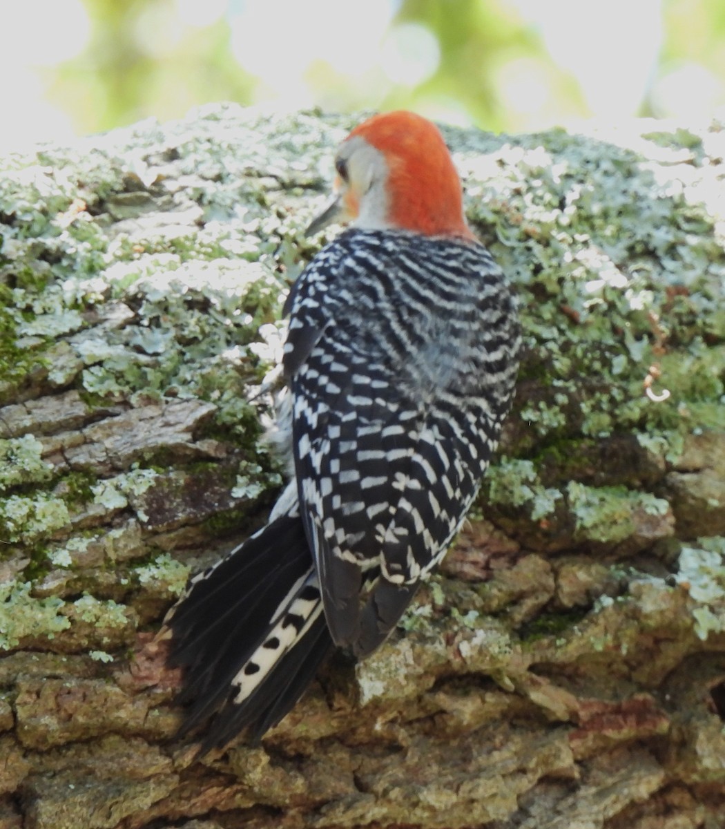 Red-bellied Woodpecker - ML618718783
