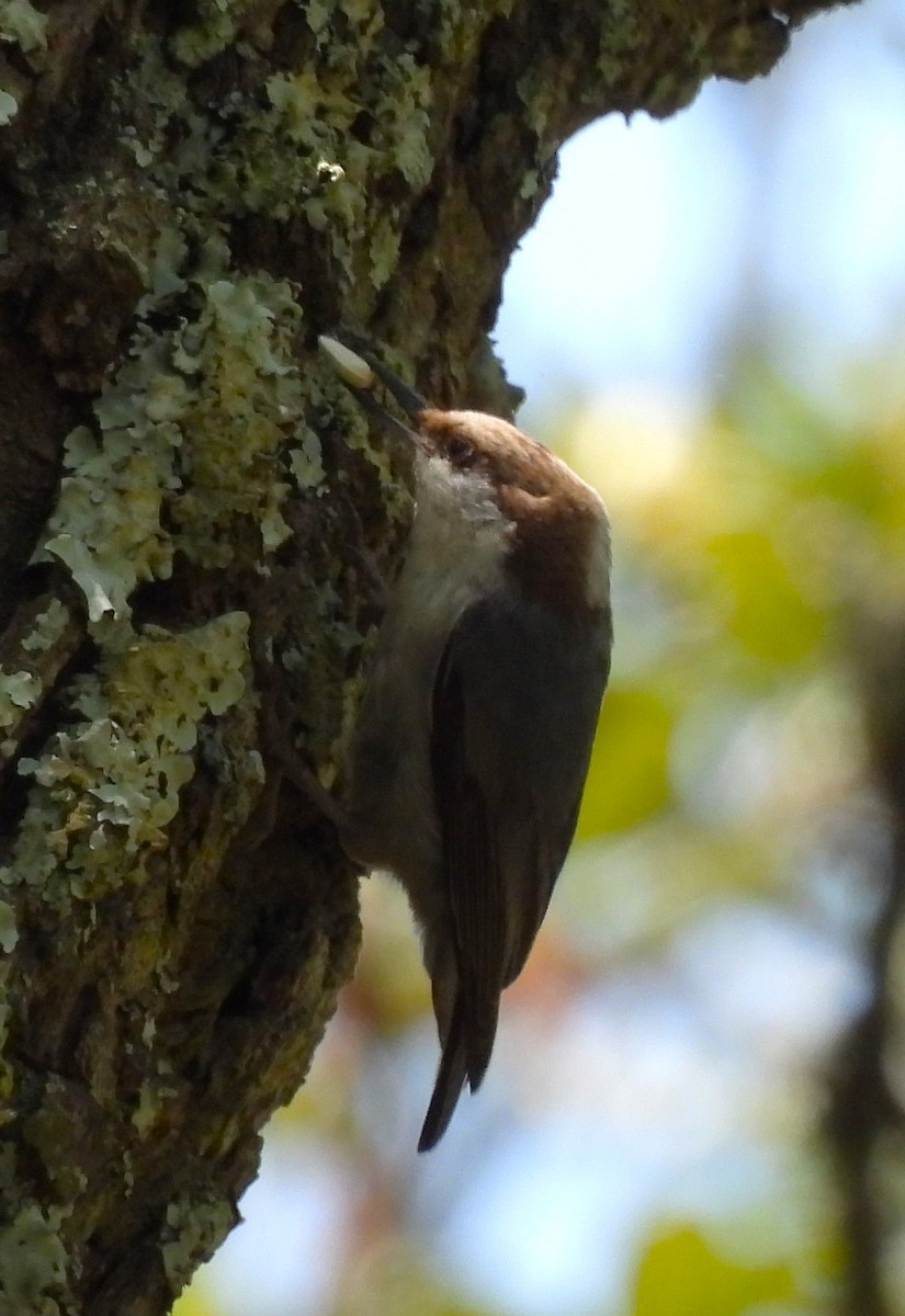 Brown-headed Nuthatch - ML618718790