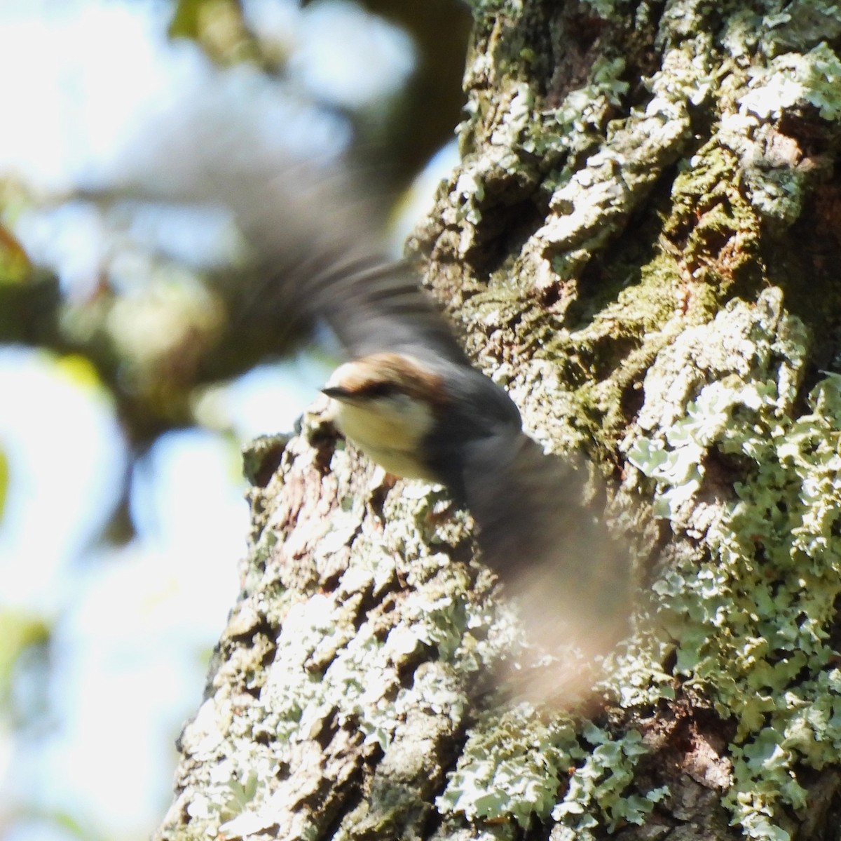 Brown-headed Nuthatch - ML618718792