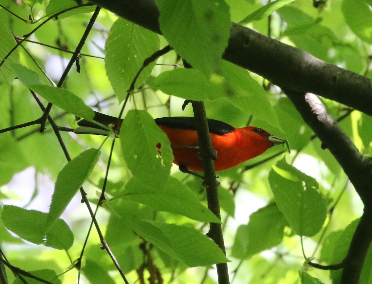 Scarlet Tanager - ML618718794