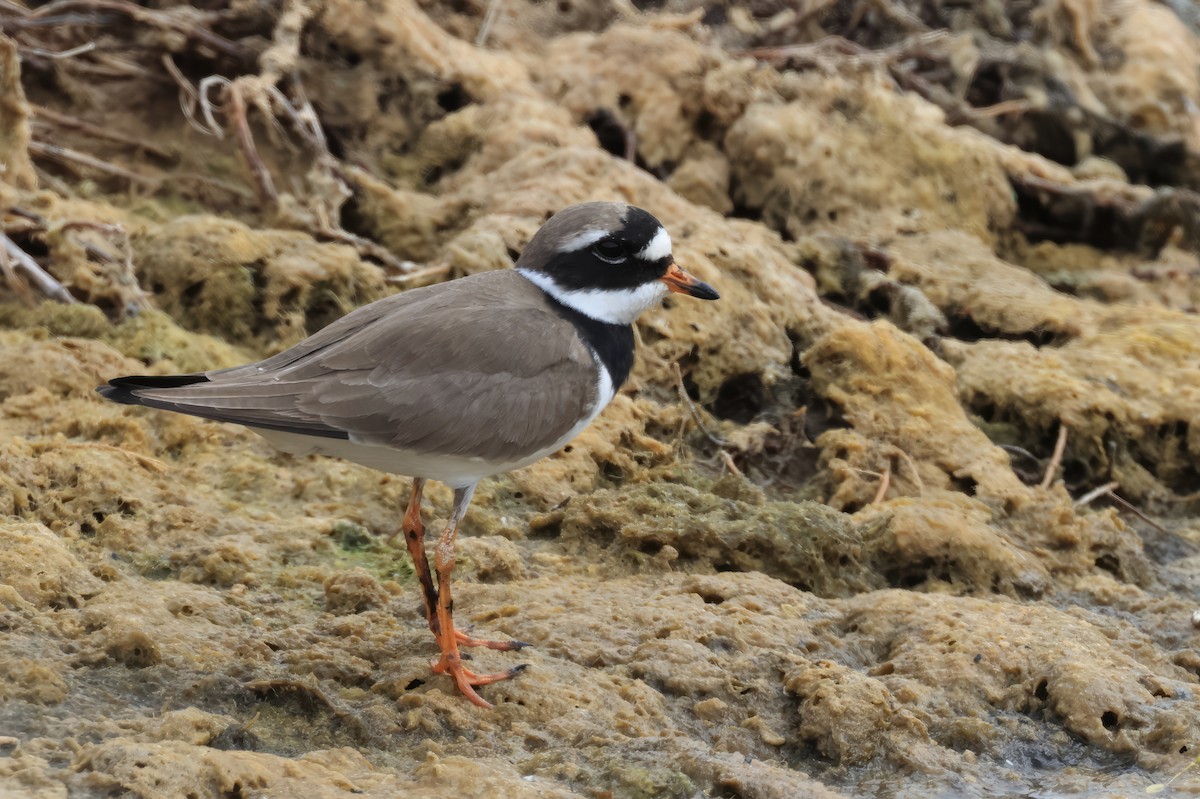 Common Ringed Plover - ML618718839