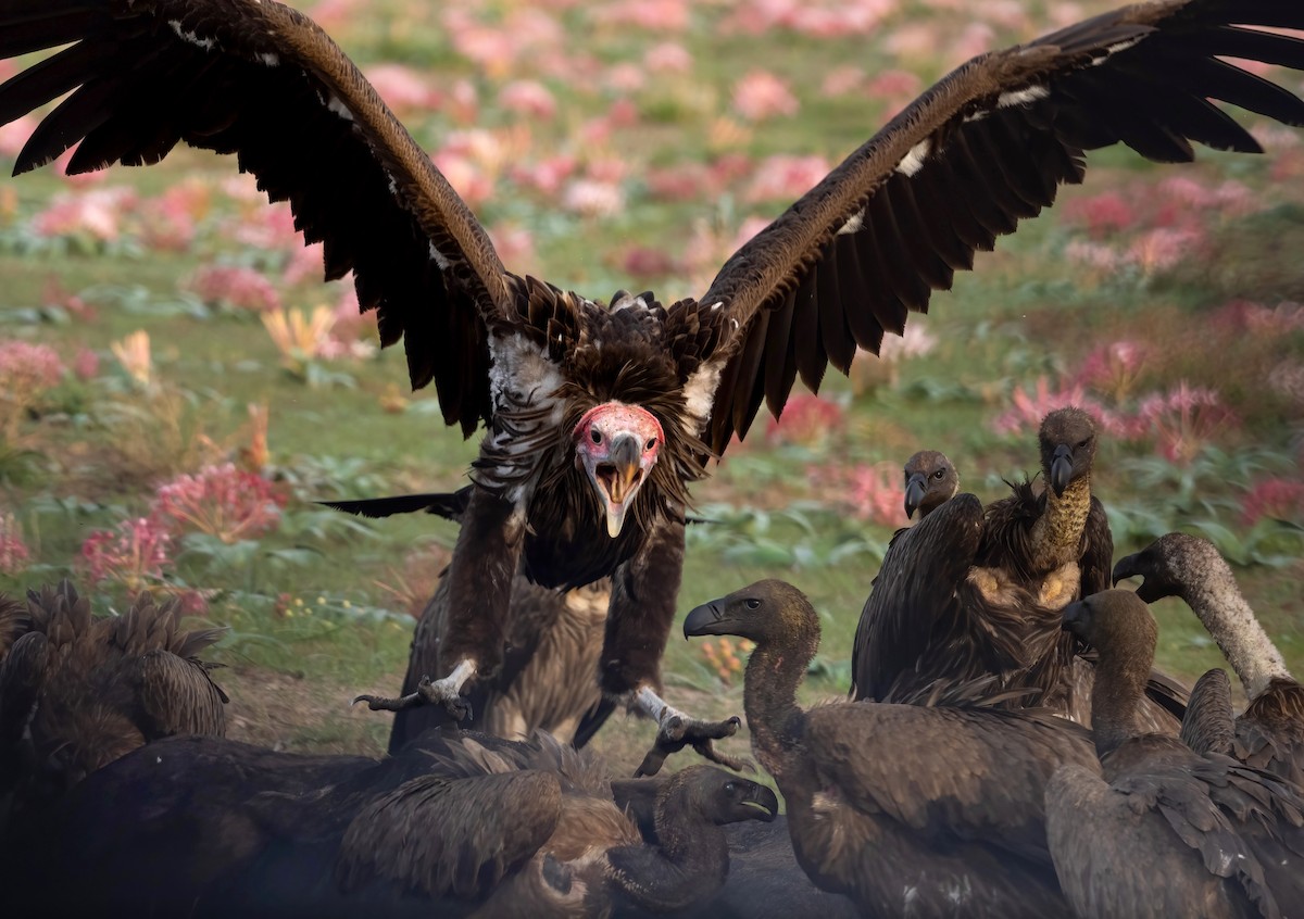 Lappet-faced Vulture - ML618718840