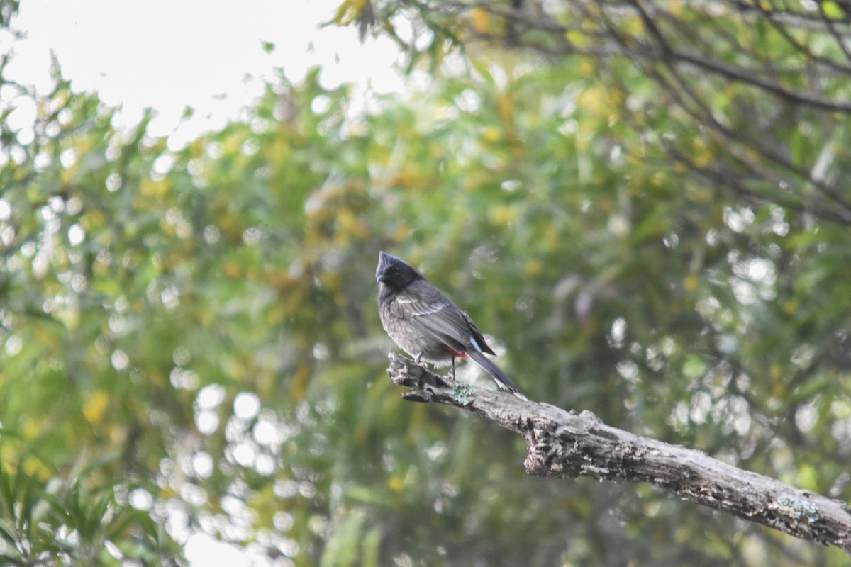 Red-vented Bulbul - ML618718856