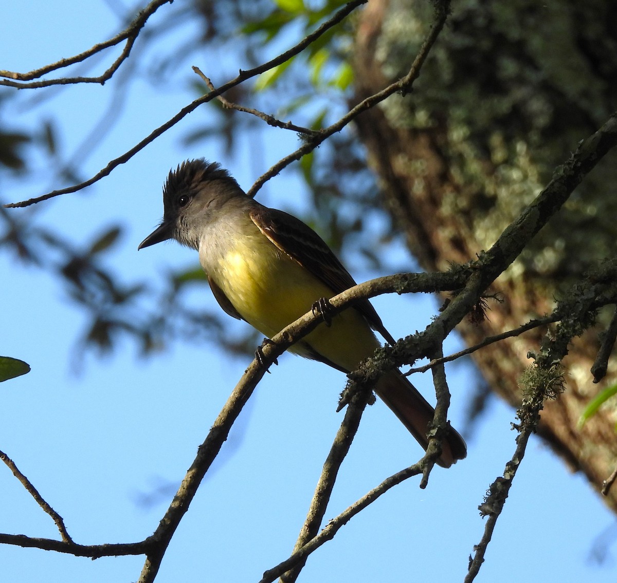 Great Crested Flycatcher - ML618718860
