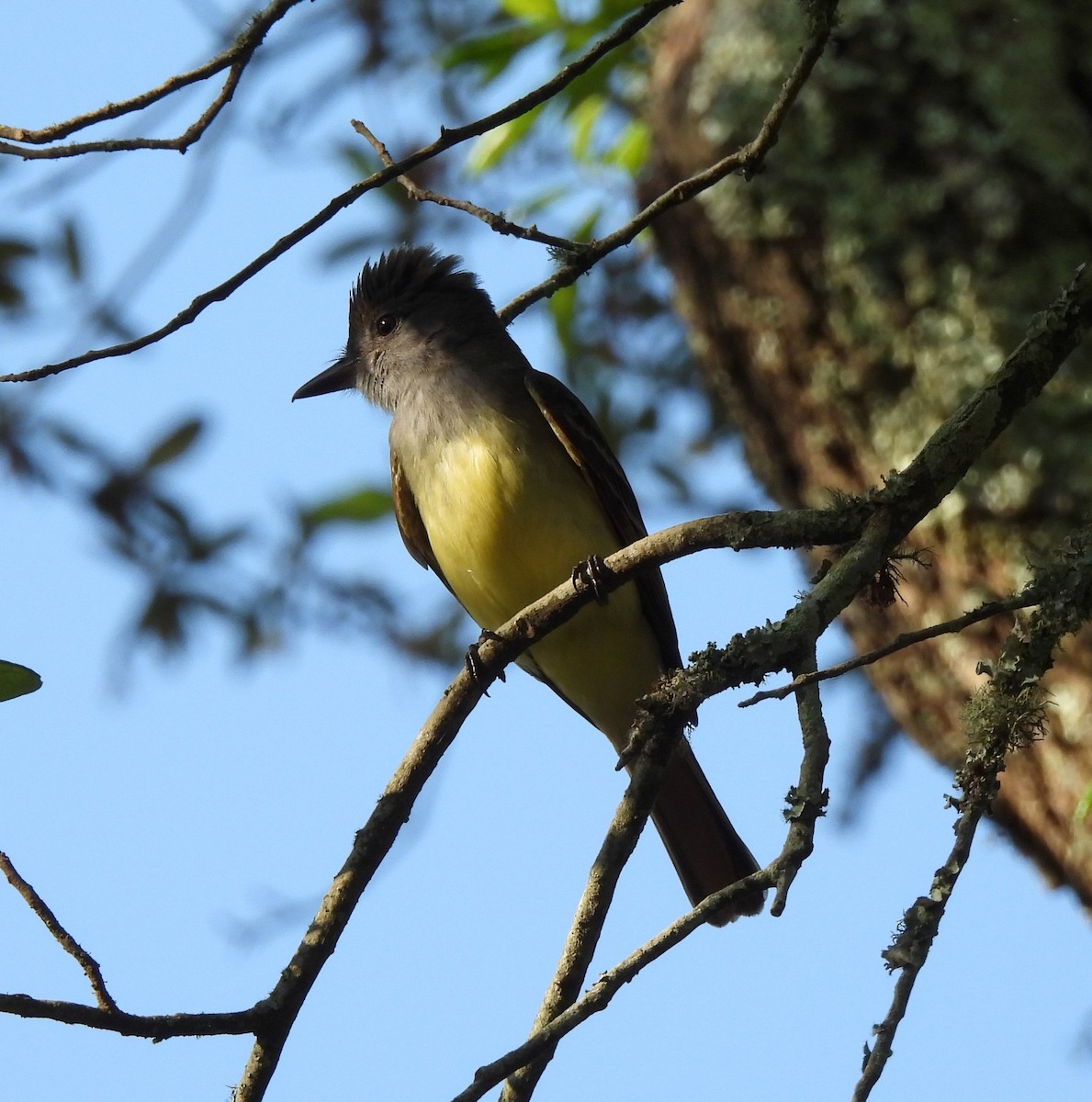 Great Crested Flycatcher - ML618718863