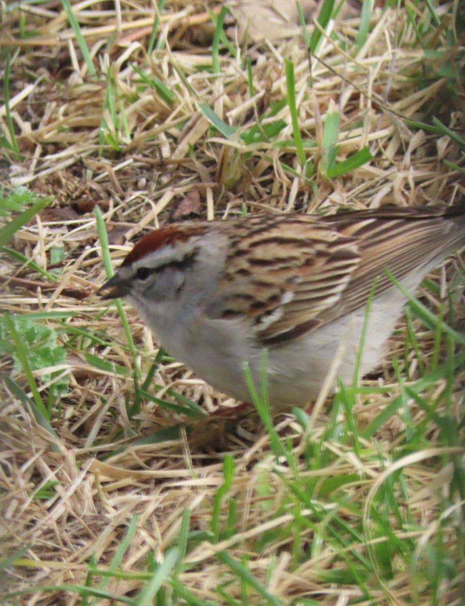 Chipping Sparrow - ML618718898