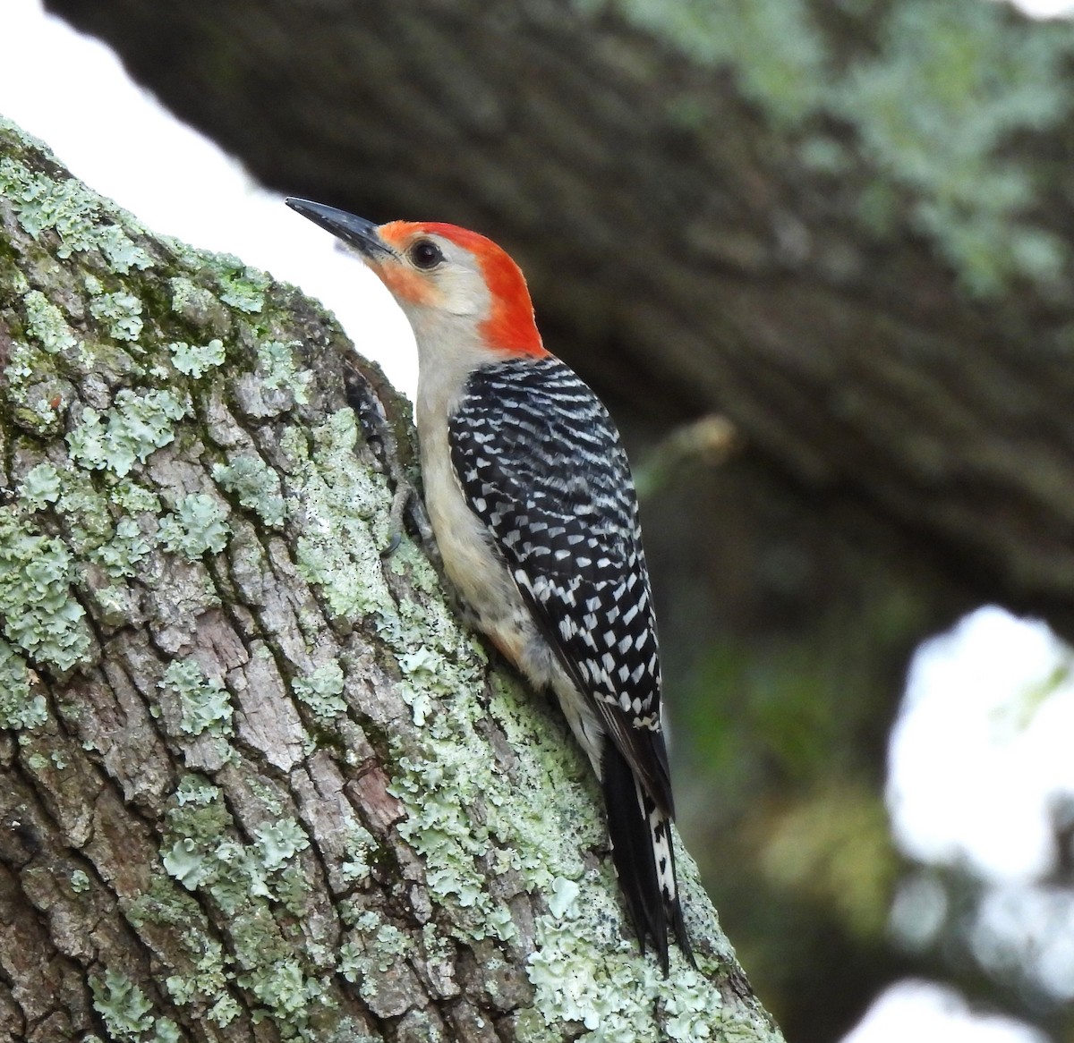 Red-bellied Woodpecker - ML618718903
