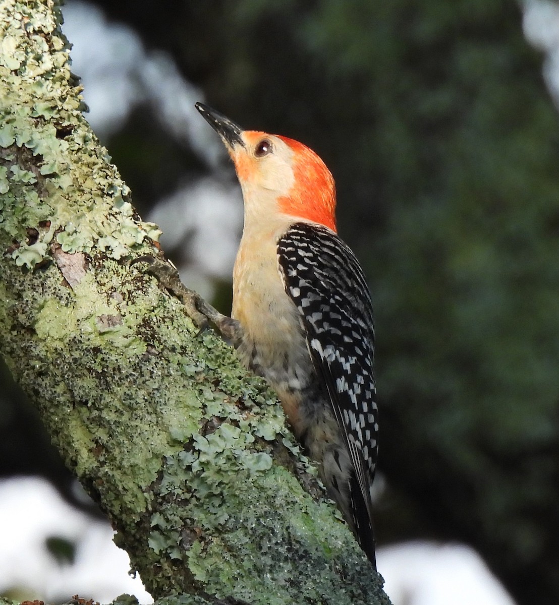 Red-bellied Woodpecker - ML618718907