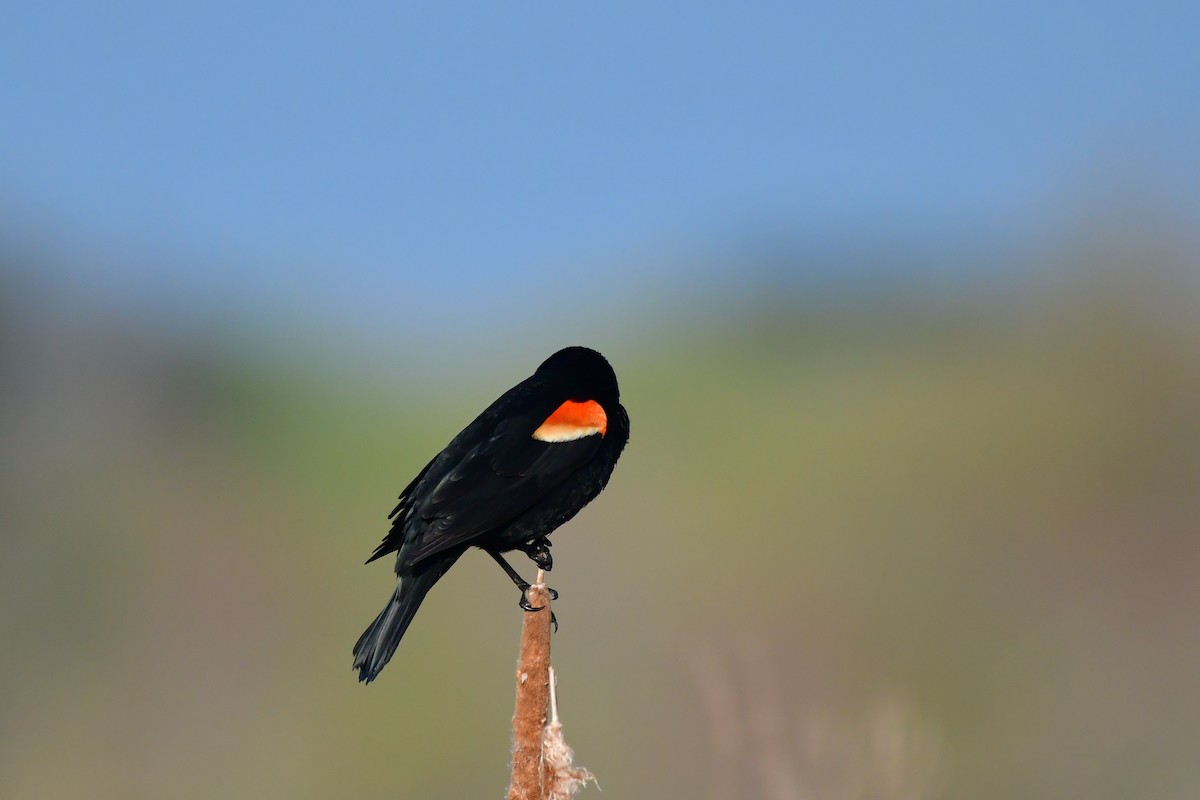 Red-winged Blackbird - ML618718910