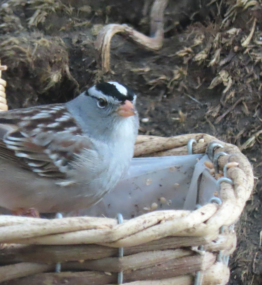 White-crowned Sparrow - Laurie Koepke
