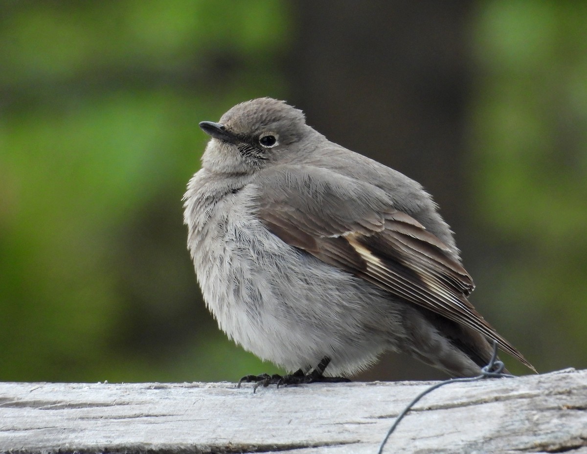 Townsend's Solitaire - ML618718951