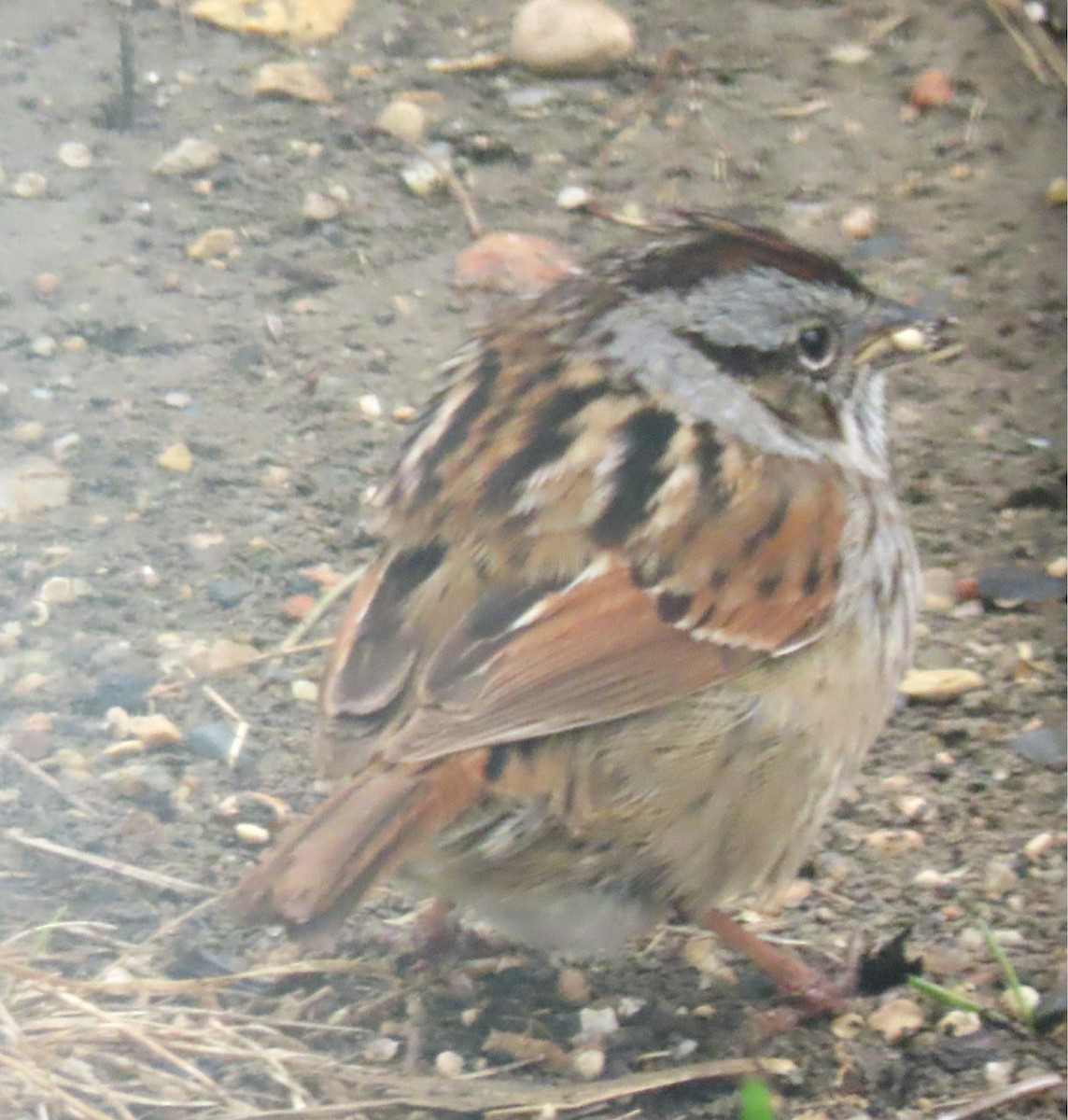 Swamp Sparrow - ML618718989
