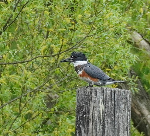Belted Kingfisher - ML618719004