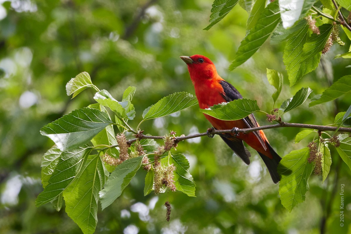 Scarlet Tanager - ML618719025