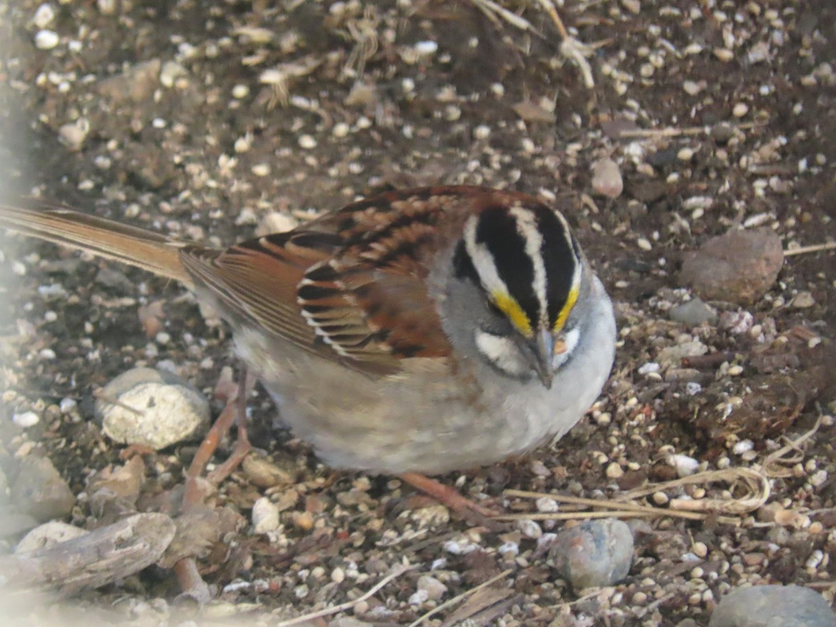 White-throated Sparrow - ML618719031