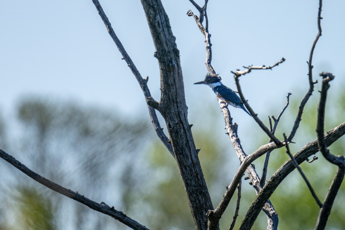 Belted Kingfisher - ML618719032