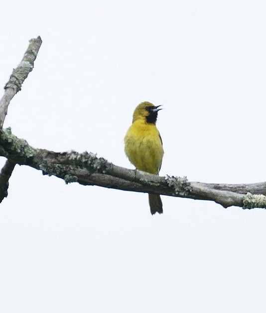 Orchard Oriole - ML618719036