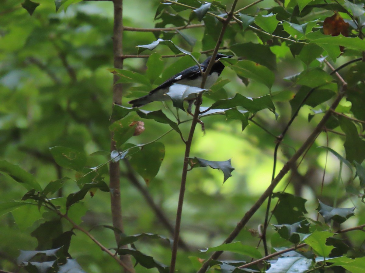 Black-throated Blue Warbler - ML618719043