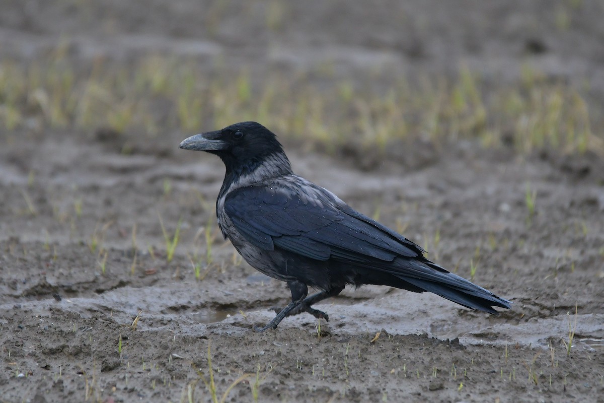 Carrion x Hooded Crow (hybrid) - ML618719063
