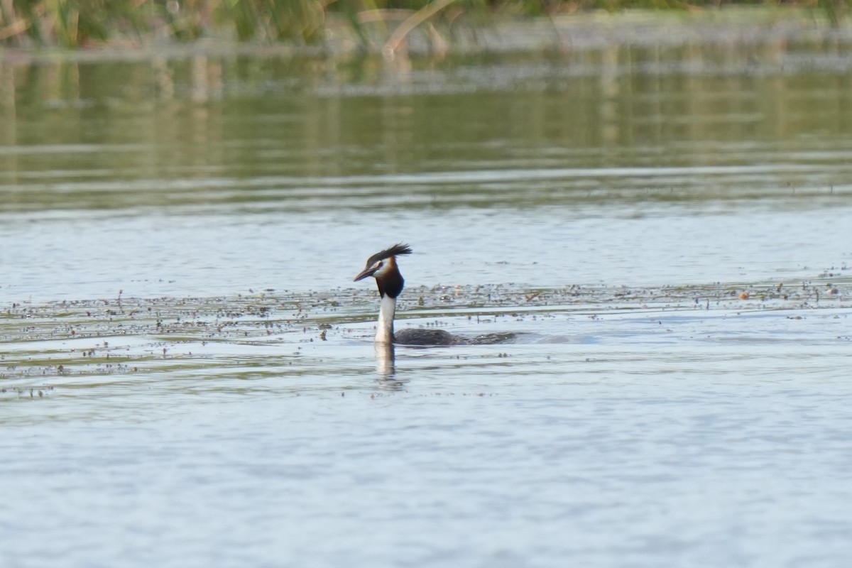 Great Crested Grebe - ML618719086