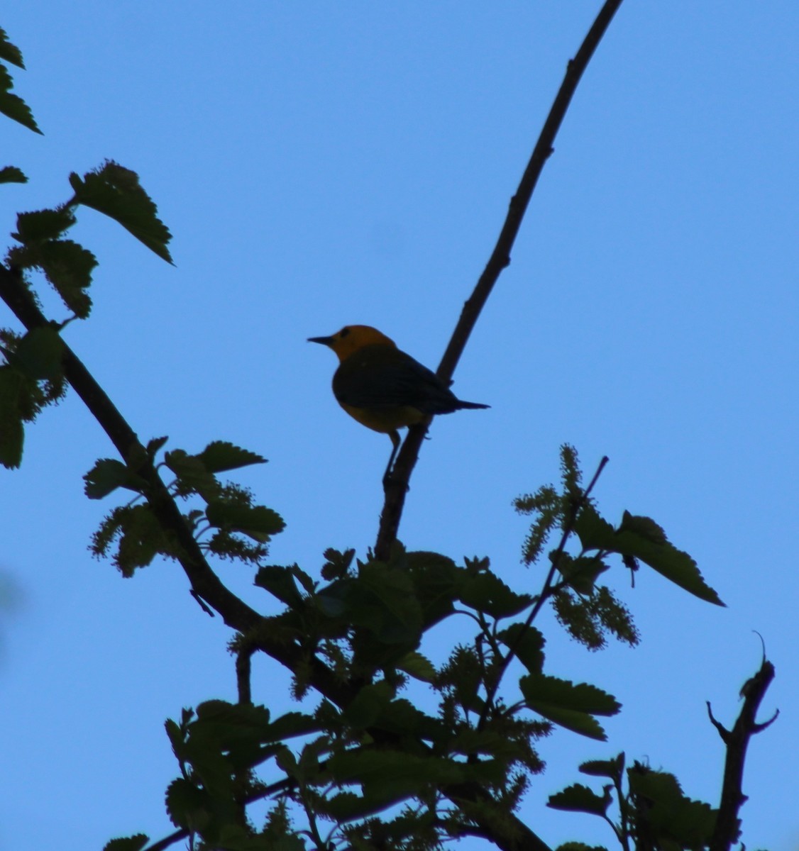 Prothonotary Warbler - ML618719095