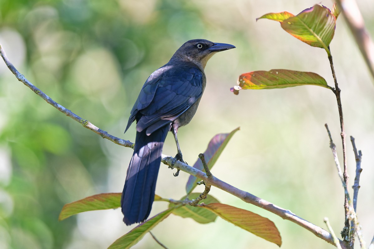 Great-tailed Grackle - ML618719107