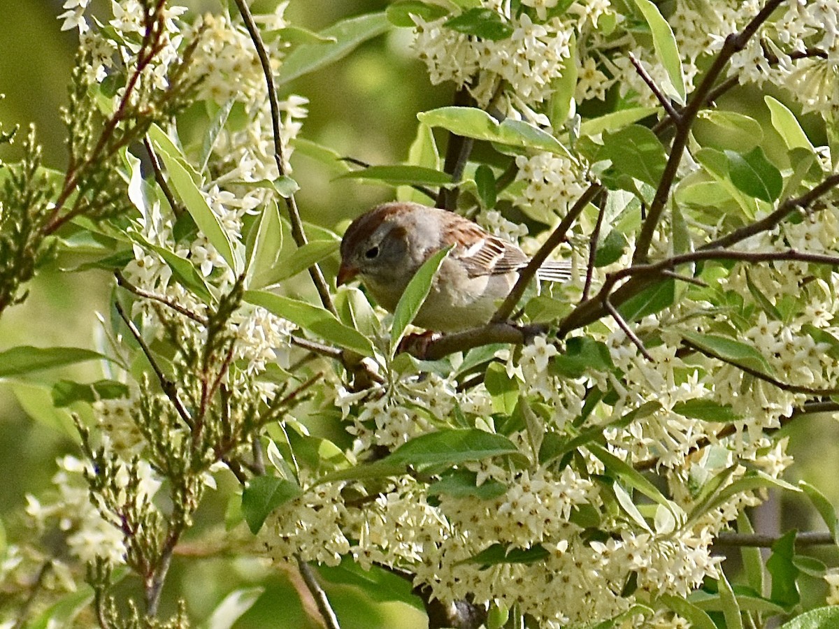Field Sparrow - ML618719158