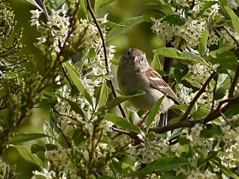 Field Sparrow - ML618719159