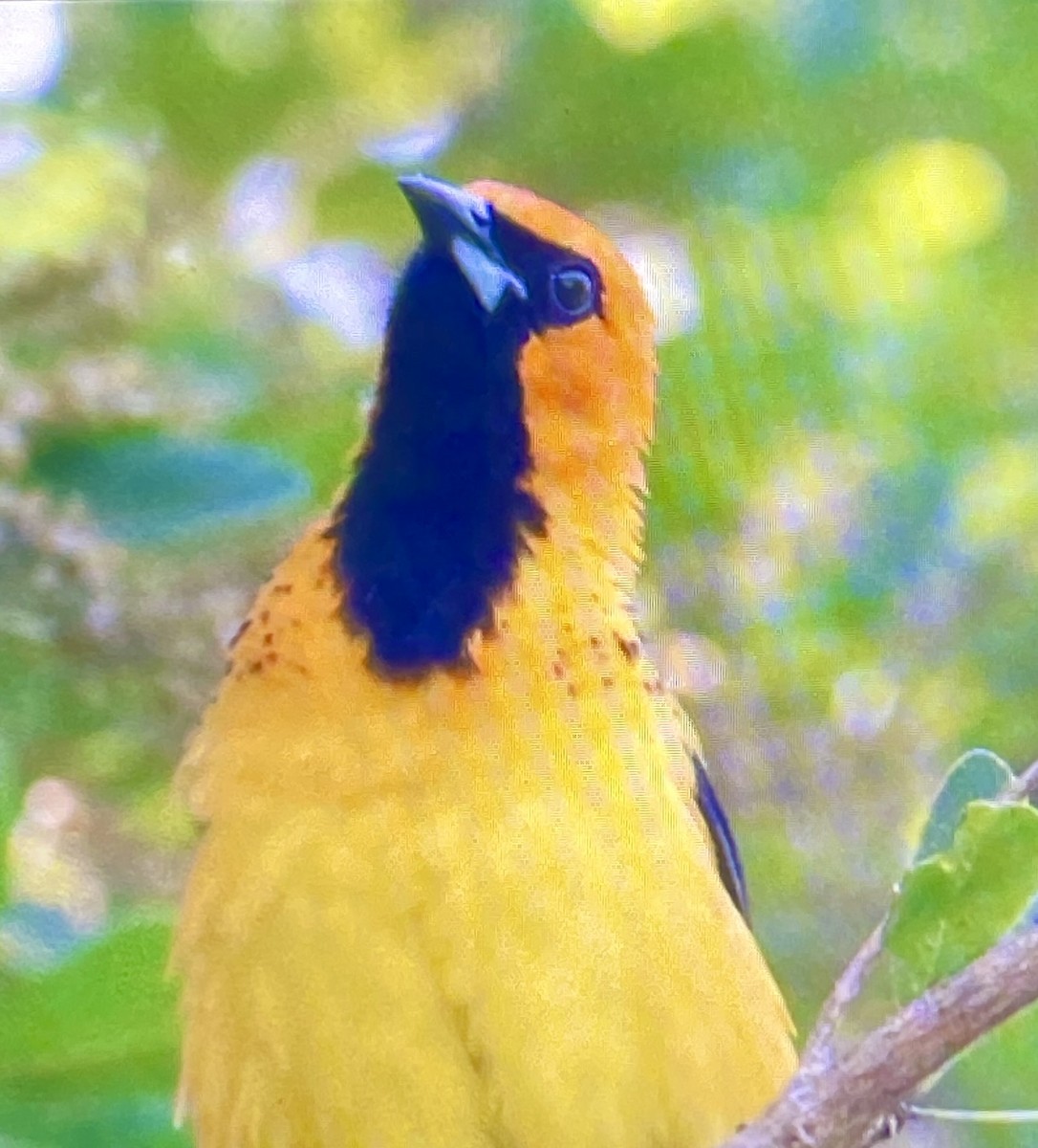 Spot-breasted Oriole - ML618719180