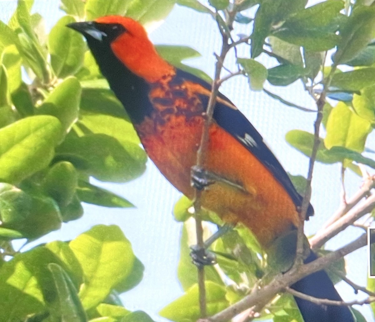Spot-breasted Oriole - ML618719182