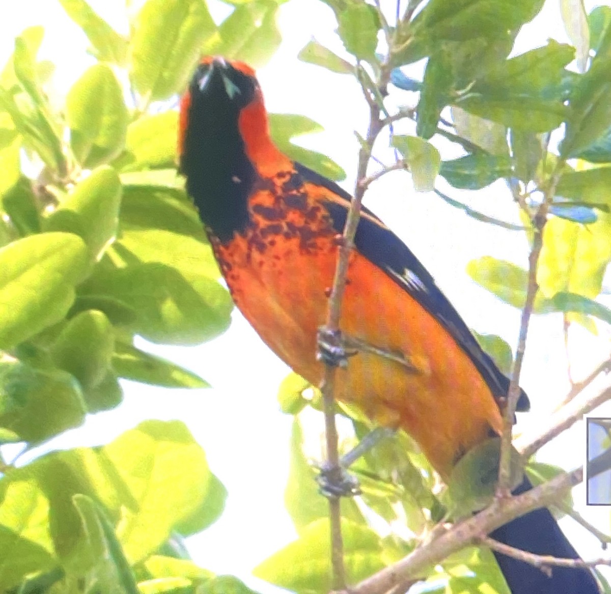 Spot-breasted Oriole - ML618719183