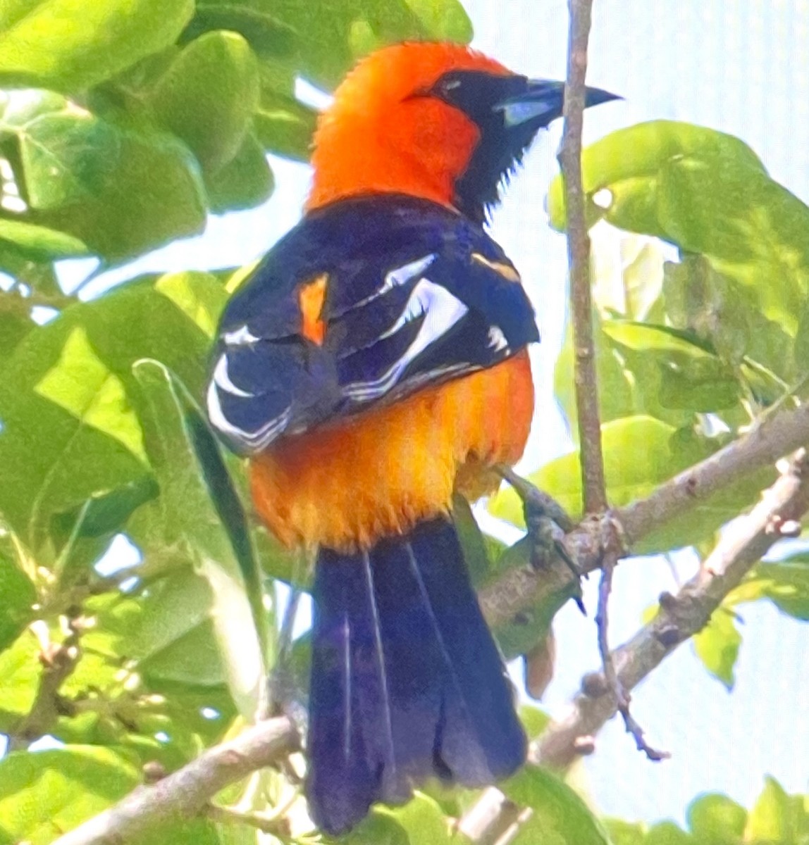 Spot-breasted Oriole - ML618719184