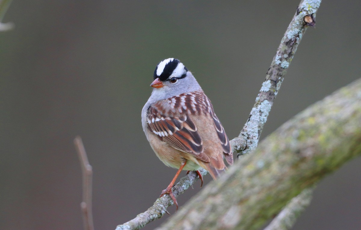 White-crowned Sparrow - ML618719200