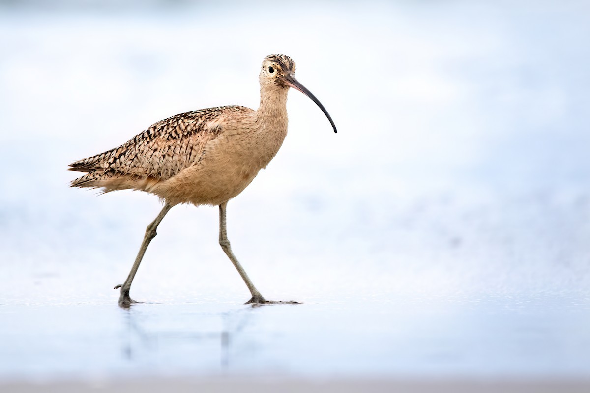 Long-billed Curlew - ML618719279