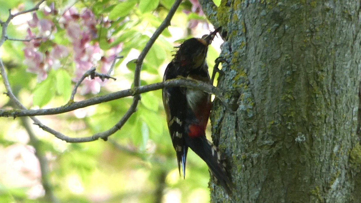 Great Spotted Woodpecker - ML618719281