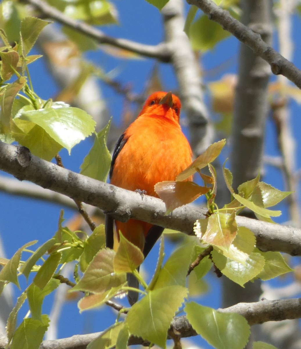 Scarlet Tanager - ML618719284