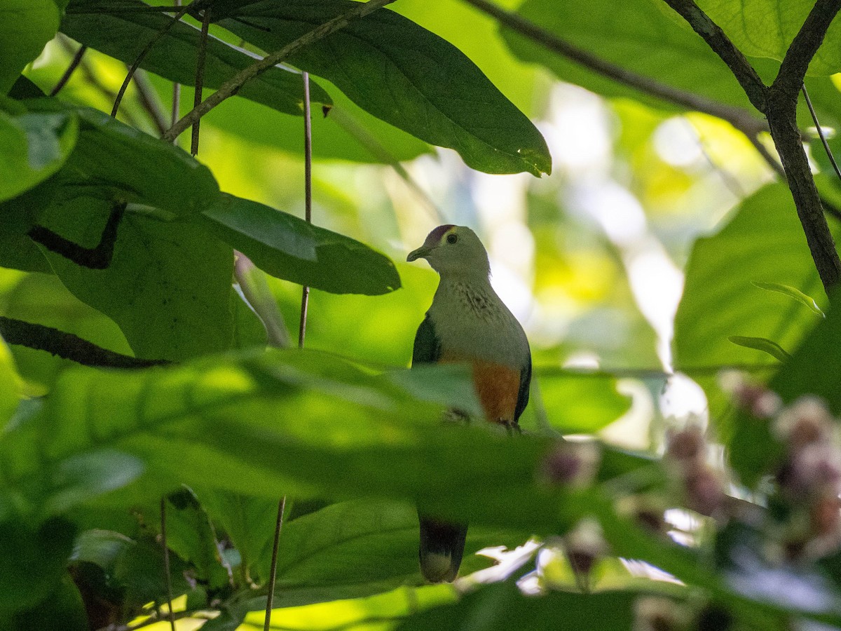 Palau Fruit-Dove - ML618719287