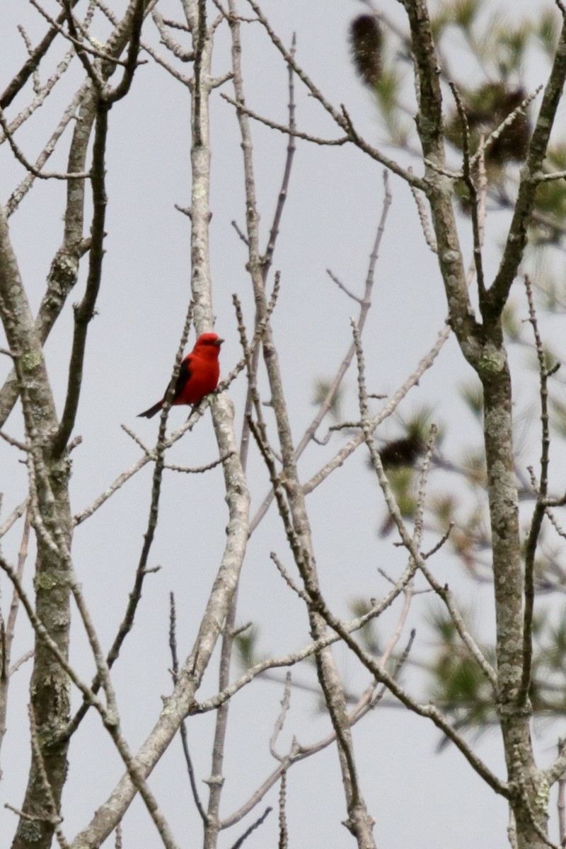 Scarlet Tanager - ML618719319
