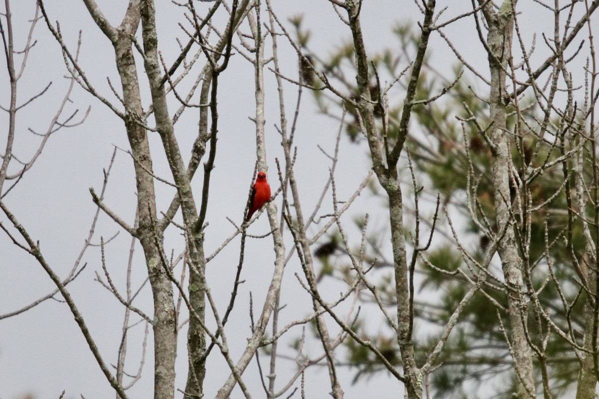Scarlet Tanager - ML618719320