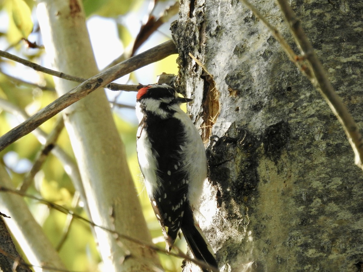Downy Woodpecker - ML618719358