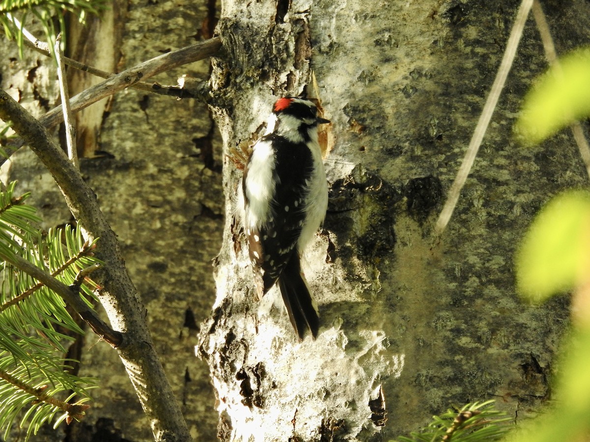 Downy Woodpecker - ML618719359