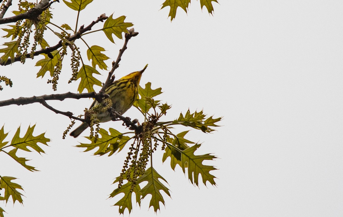 Cape May Warbler - ML618719425