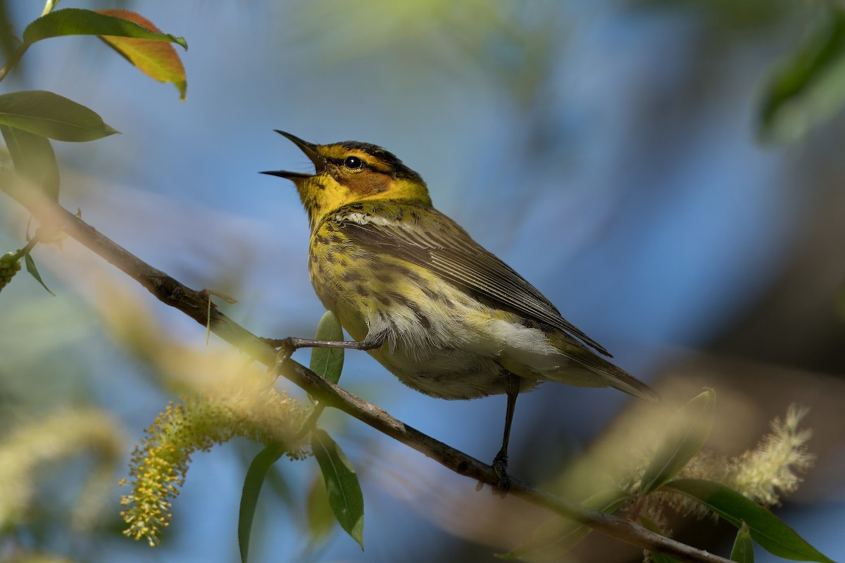 Cape May Warbler - Mjack  13