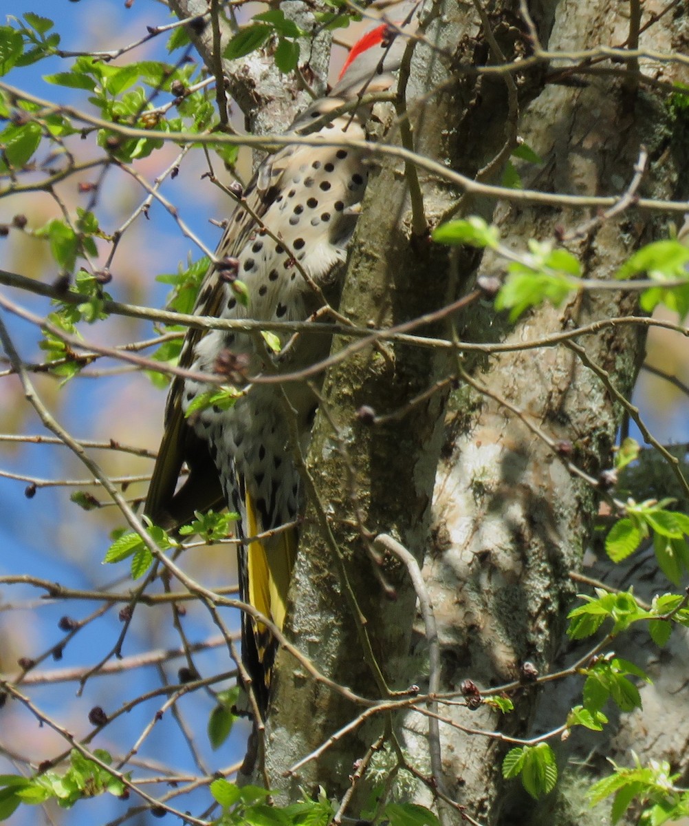 Northern Flicker (Yellow-shafted) - ML618719586