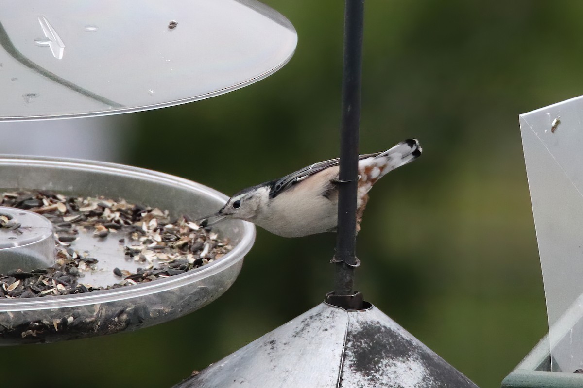 White-breasted Nuthatch - ML618719591