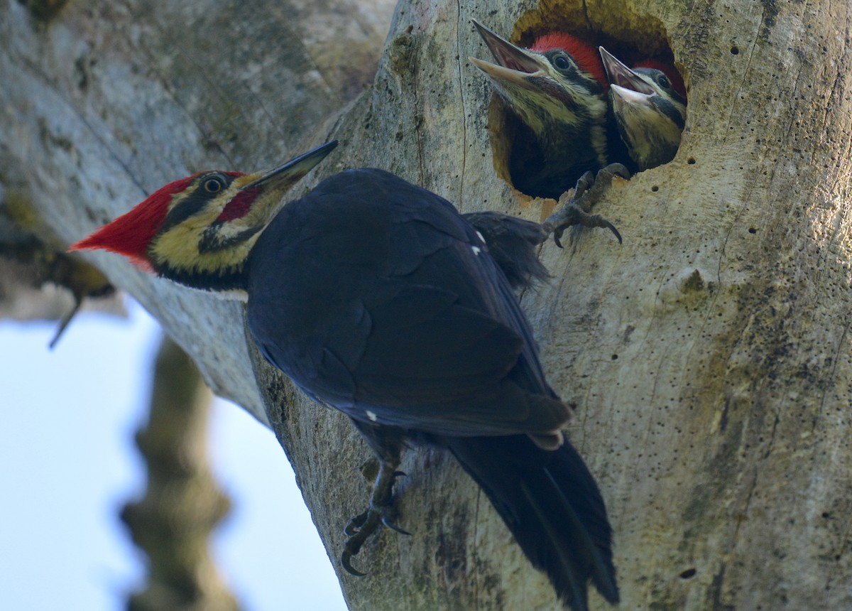 Pileated Woodpecker - ML618719663