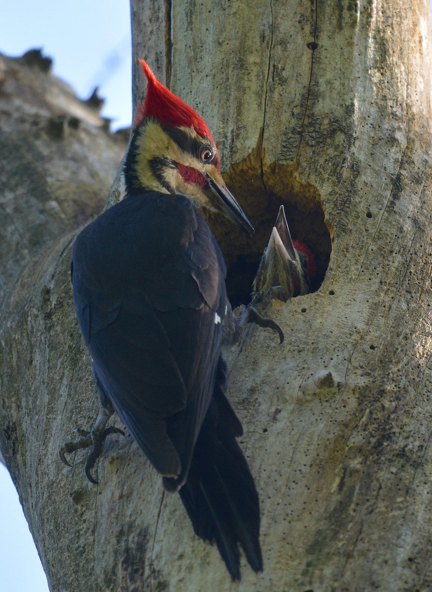 Pileated Woodpecker - ML618719664