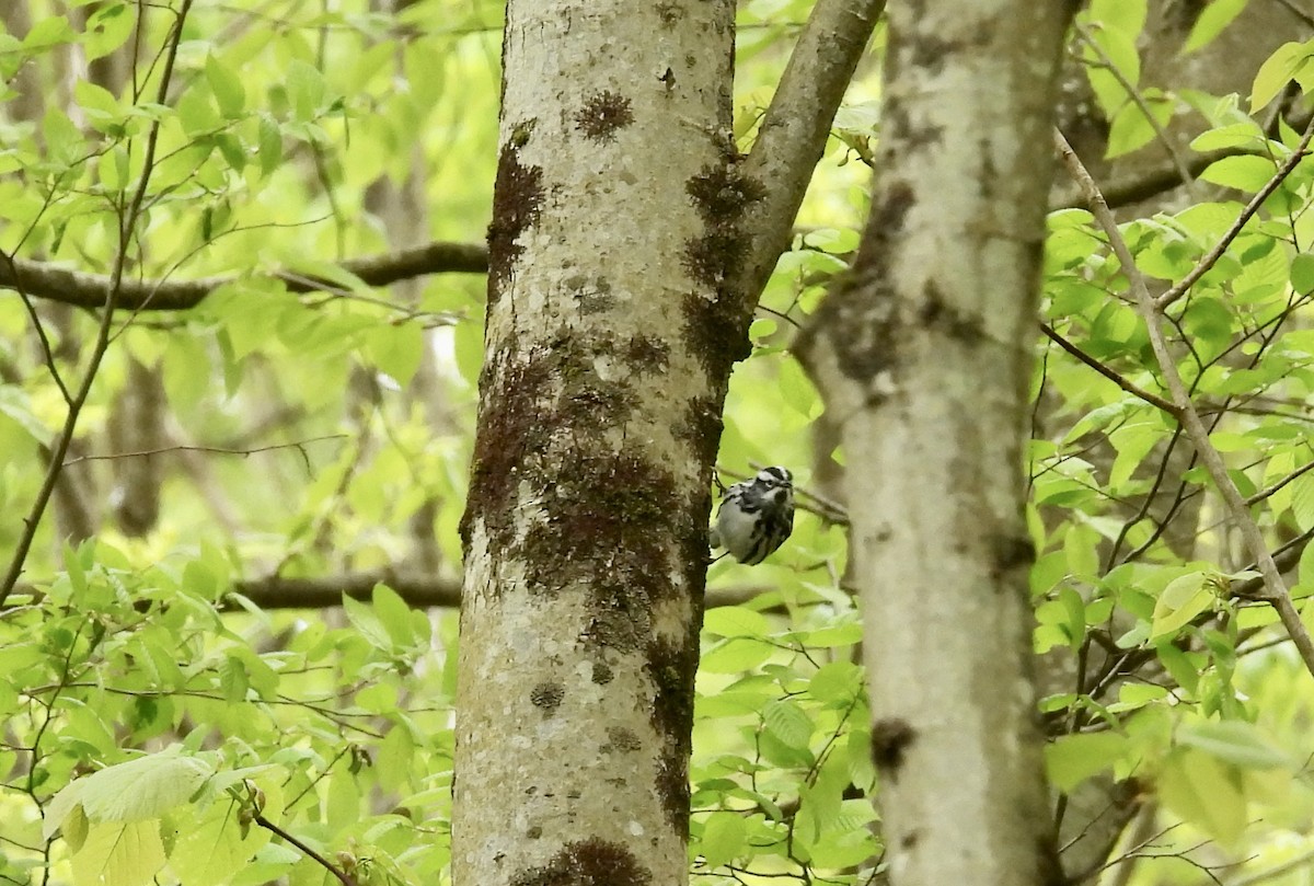 Black-and-white Warbler - ML618719680