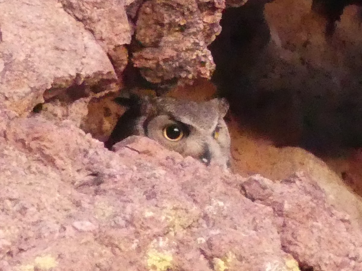 Great Horned Owl - ML618719698