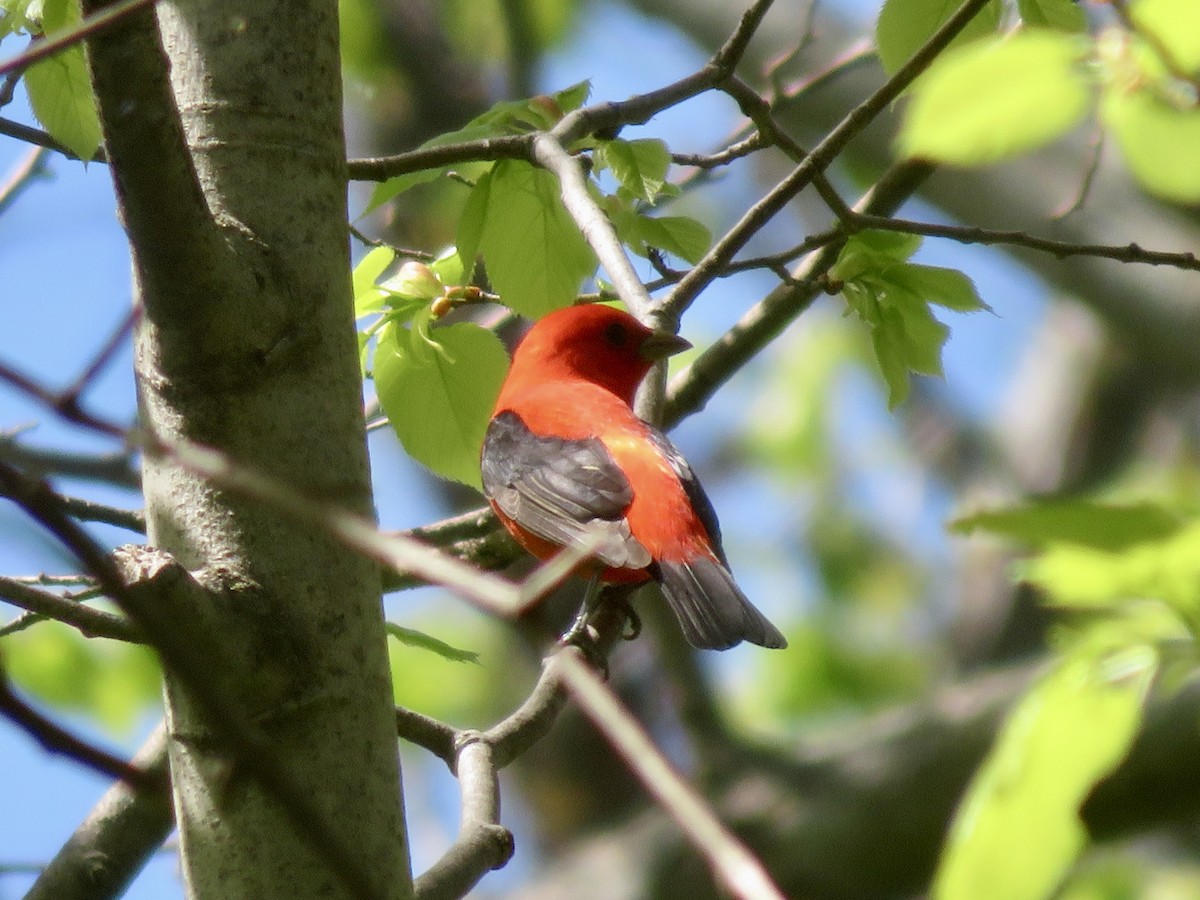 Scarlet Tanager - ML618719749